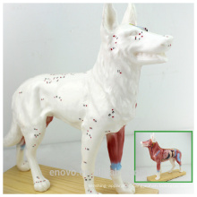 WHOLESALE VETERINARY MODEL 12005 Anaimal Anatomical Models Dog Acupuncture Model